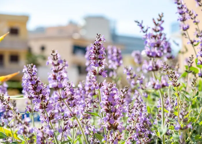 度假居 Holytom 波连萨港